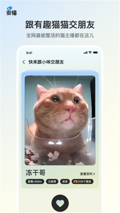 哈啰街猫app截图1